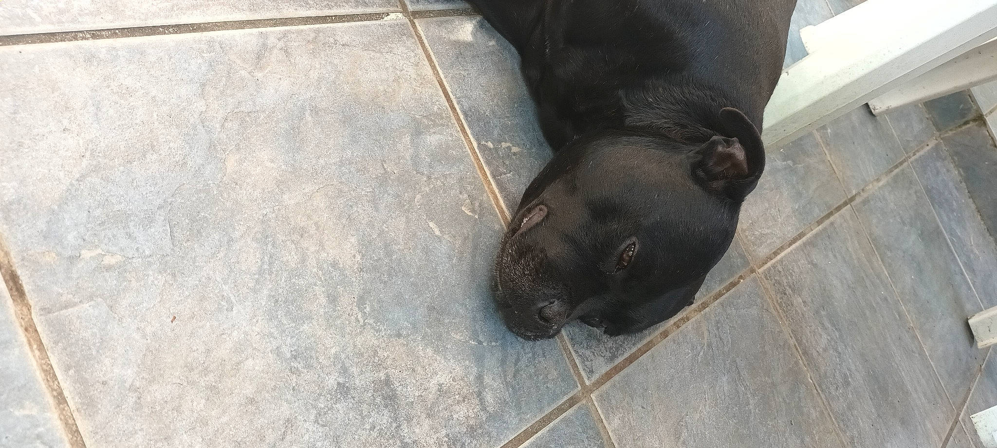 Oswald participe au concours pour gagner de l'argent avec cette photo : asphalt, canidae, carnivore, companion_dog, concrete, dog, dog_breed, floor, flooring, foot, fur, grey, human_leg, liver, road_surface, snout, sporting_group, terrestrial_animal, whiskers, working_animal