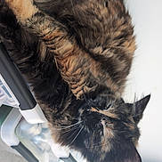 Pepette participe au concours pour gagner de l'argent avec cette photo : black_cat, carnivore, cat, claw, dog_breed, domestic_short_haired_cat, ear, felidae, fur, mammal, paw, small_to_medium_sized_cats, snout, tail, terrestrial_animal, vertebrate, whiskers