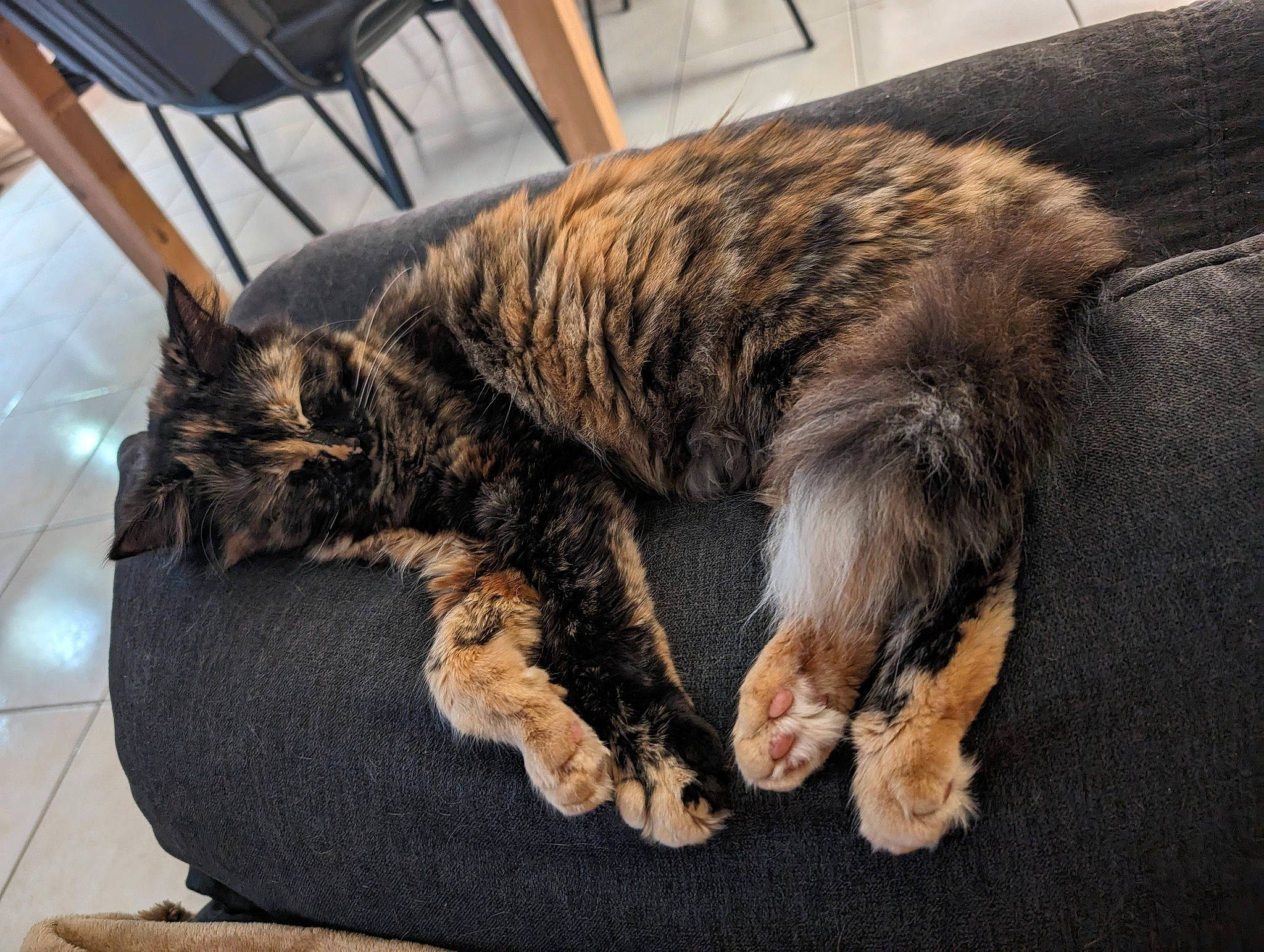 Pepette a rejoint le concours — aidez-le/la à gagner de superbes lots ! carnivore, cat, chair, claw, comfort, dog_breed, domestic_short_haired_cat, felidae, flooring, fur, nap, paw, small_to_medium_sized_cats, tail, terrestrial_animal, whiskers