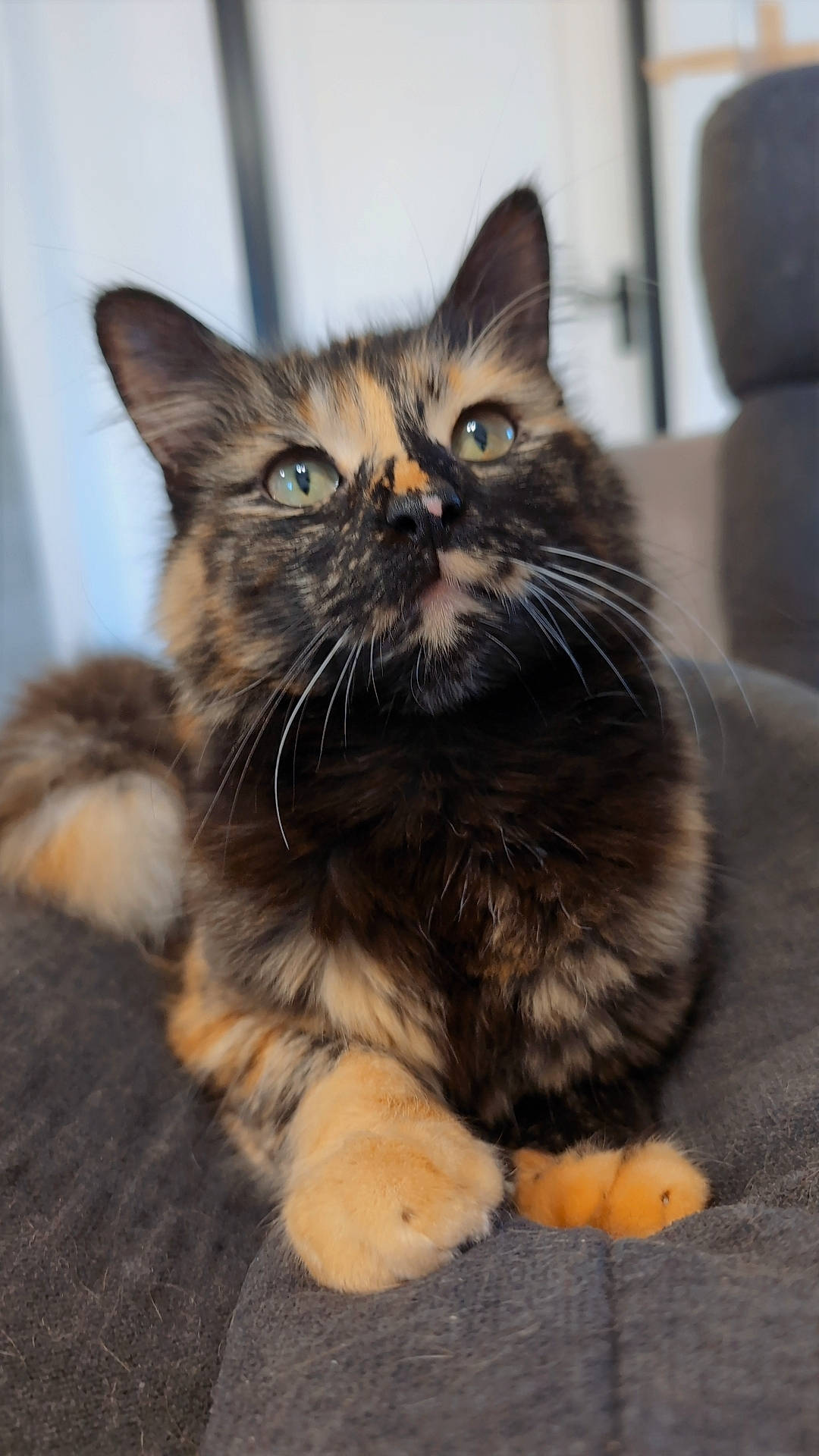 Pepette