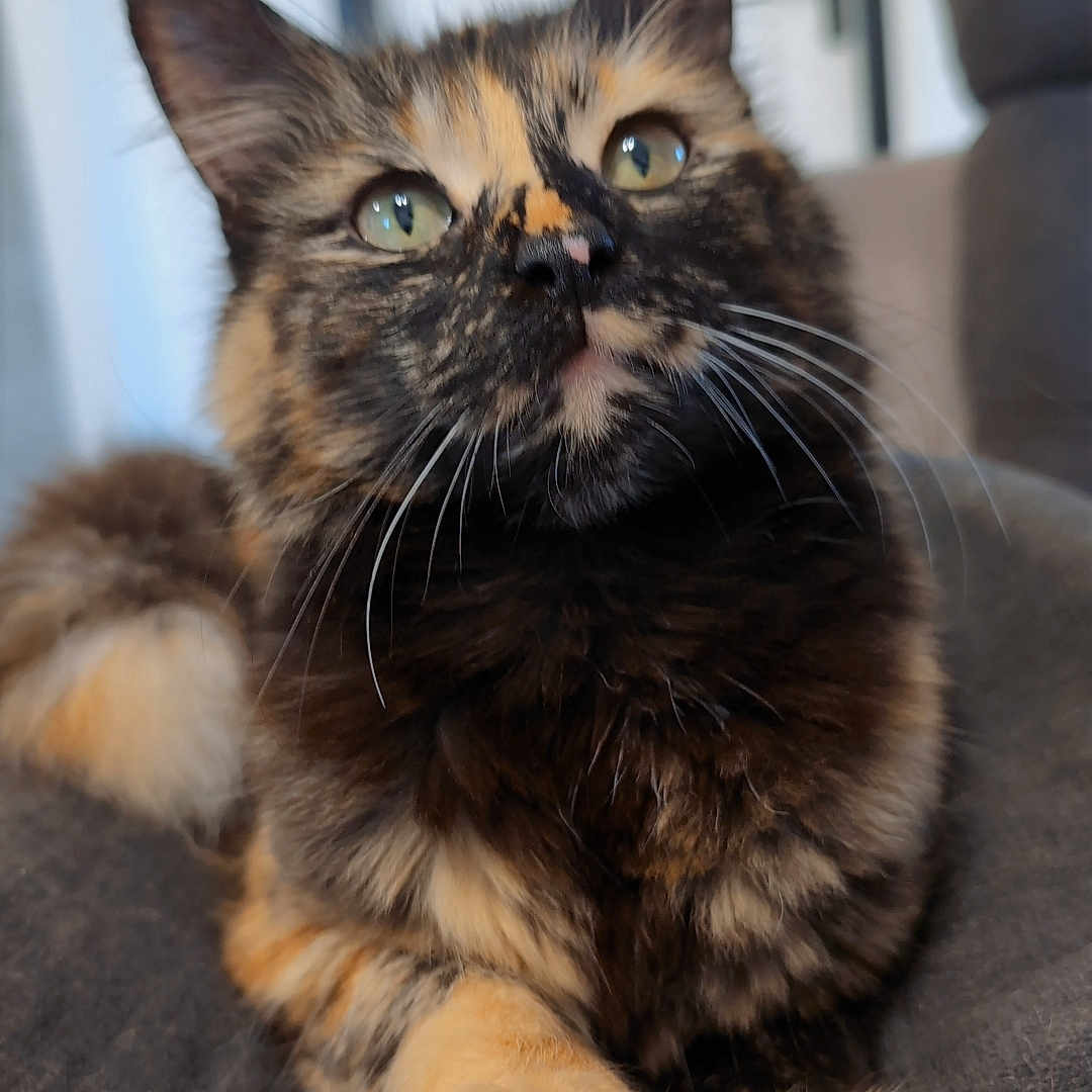 Pepette