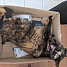 Pepette a rejoint le concours — aidez-le/la à gagner de superbes lots ! box, cardboard, carnivore, carton, cat, claw, domestic_short_haired_cat, felidae, fur, packaging_and_labeling, paw, shipping_box, small_to_medium_sized_cats, tail, terrestrial_animal, whiskers