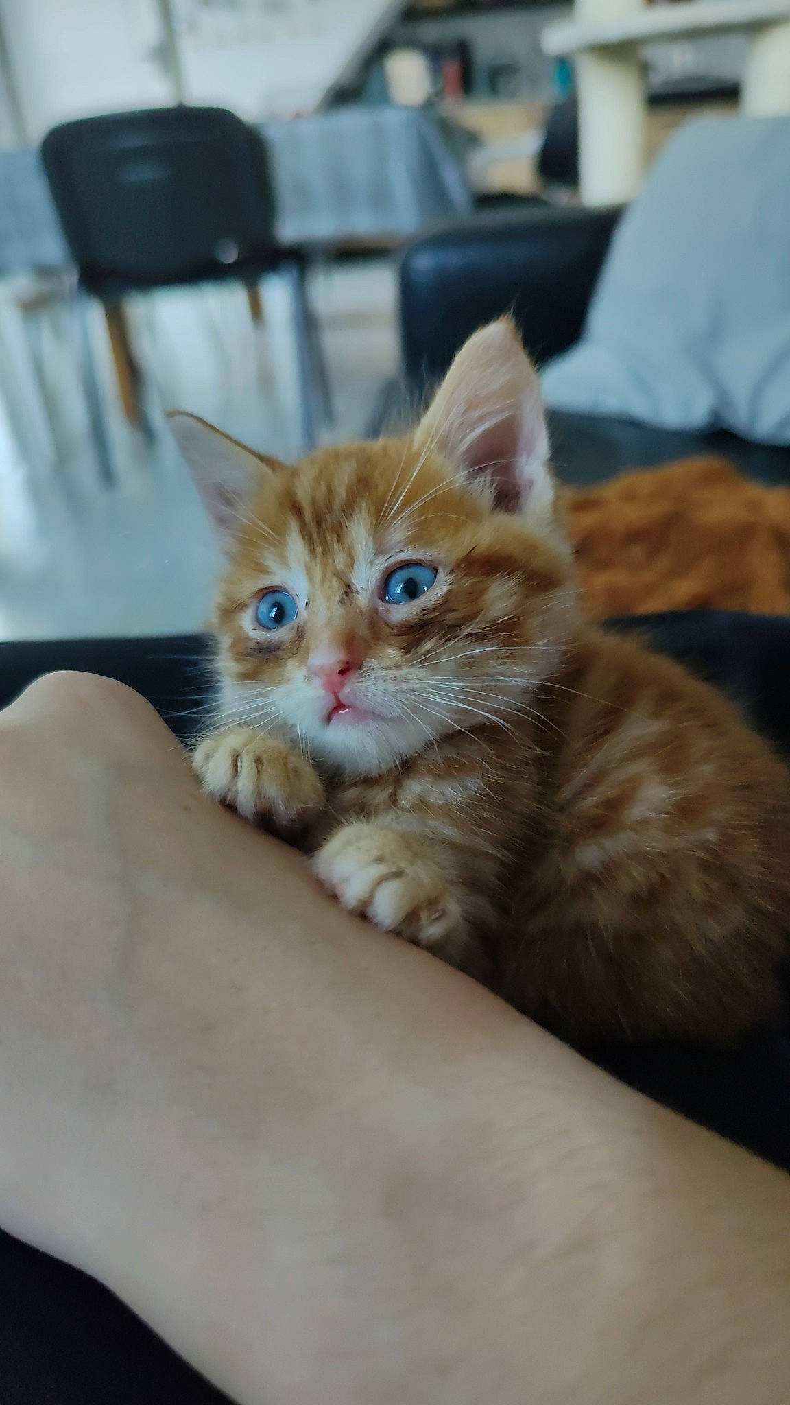 Rockette a rejoint le concours — aidez-le/la à gagner de superbes lots ! box, carnivore, cat, chair, claw, comfort, domestic_short_haired_cat, fawn, felidae, fur, gesture, nail, paw, sitting, small_to_medium_sized_cats, snout, tail, whiskers, window, wood