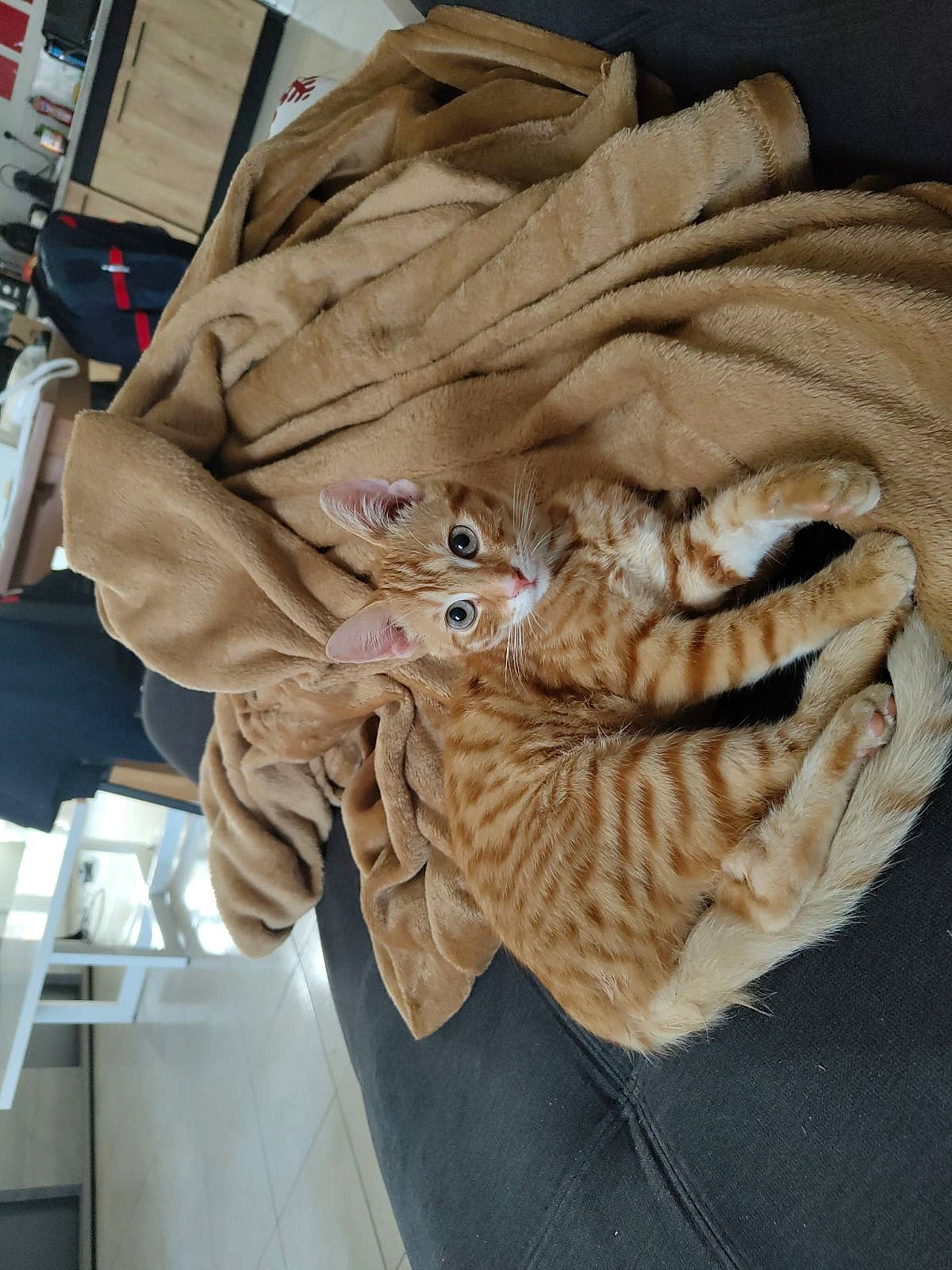 Rockette participe au concours pour gagner de l'argent avec cette photo : carving, cat, comfort, felidae, fur, glove, linens, pattern, personal_protective_equipment, safety_glove, sleeve, small_to_medium_sized_cats, tail, textile, whiskers, wood