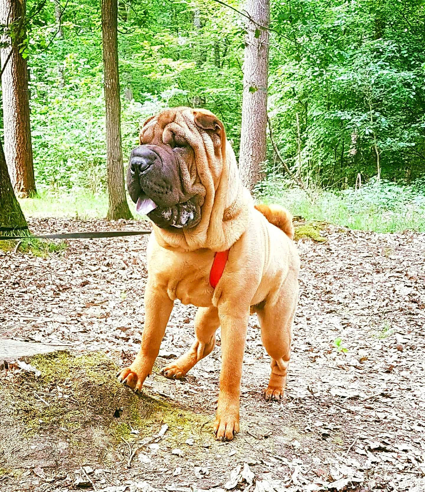 Narko participe au concours pour gagner de l'argent avec cette photo : ancient_dog_breeds, boerboel, bulldog, bullmastiff, canidae, carnivore, companion_dog, dog, dog_breed, fawn, korean_mastiff, mammal, non_sporting_group, old_english_bulldog, ori_pei, perro_de_presa_mallorquin, rare_breed_dog, shar_pei, vertebrate