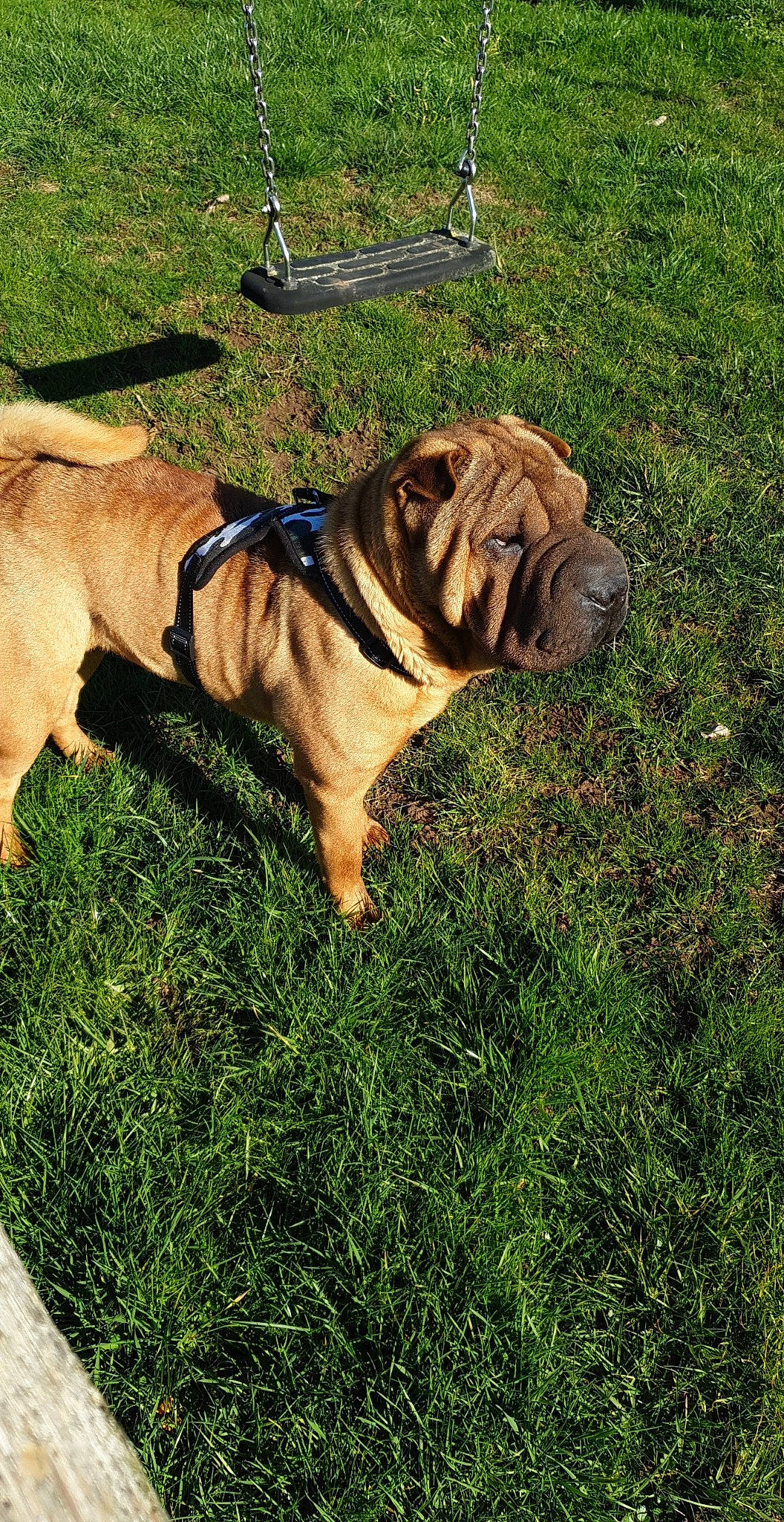 Narko participe au concours pour gagner de l'argent avec cette photo : australian_bulldog, british_bulldogs, bulldog, canidae, carnivore, companion_dog, dog, dog_breed, fawn, grass, mammal, molosser, non_sporting_group, old_english_bulldog, ori_pei, plant, rare_breed_dog, shar_pei, sporting_group, vertebrate