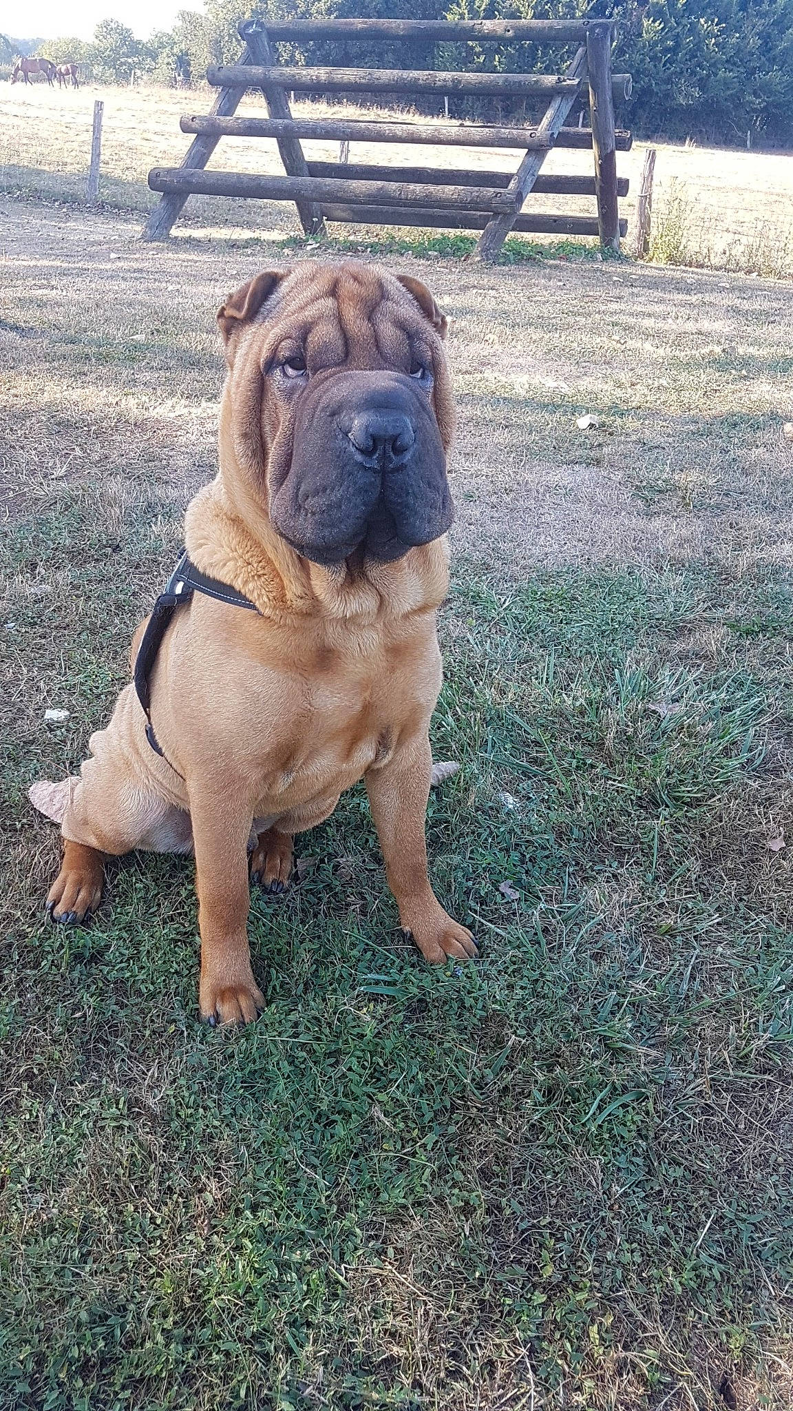 Narko participe au concours pour gagner de l'argent avec cette photo : ancient_dog_breeds, bullmastiff, canidae, carnivore, companion_dog, dog, dog_breed, fawn, korean_mastiff, mammal, molosser, non_sporting_group, ori_pei, rare_breed_dog, shar_pei, vertebrate, wrinkle