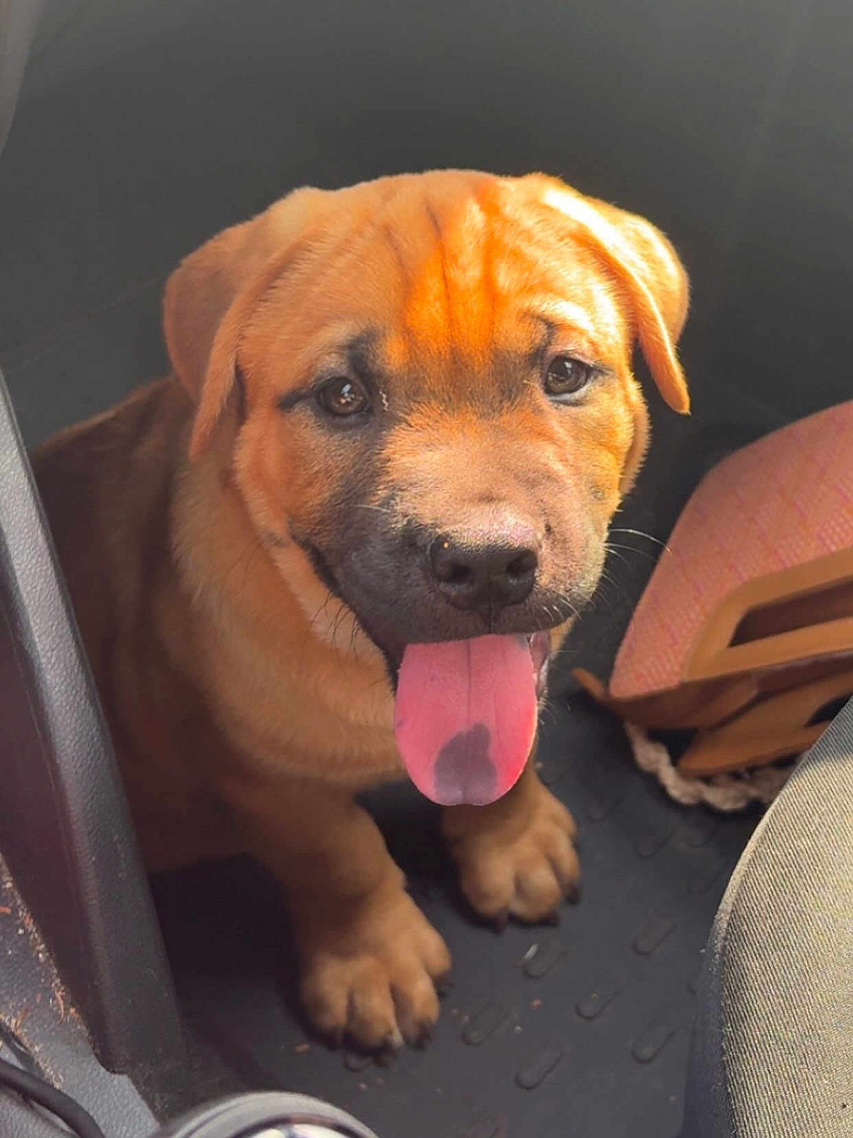 Akko participe au concours pour gagner de l'argent avec cette photo : puppy, dog, tongue, car, pet, animal, indoor, brown_fur, cute, sitting, floor_mat, sunlight, paw, young_dog, looking_up, adorable, ears, nose, expression, closeup