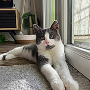 Apollo a rejoint le concours — aidez-le/la à gagner de superbes lots ! cat, gray_and_white, indoor, carpet, glass_door, natural_light, relaxed, feline, pet, curious_eyes, pink_nose, fur, floor, home, cozy, cat_tree, wood_floor, window, resting, domestic_animal