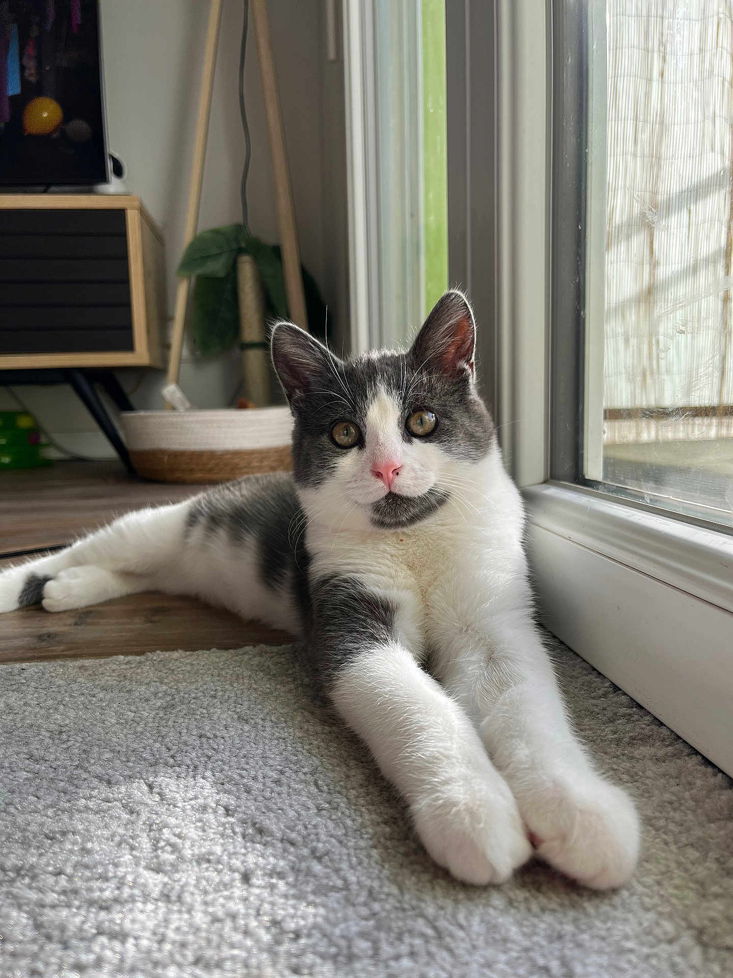 Apollo a rejoint le concours — aidez-le/la à gagner de superbes lots ! cat, gray_and_white, indoor, carpet, glass_door, natural_light, relaxed, feline, pet, curious_eyes, pink_nose, fur, floor, home, cozy, cat_tree, wood_floor, window, resting, domestic_animal