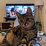cat, tabby_cat, pet, indoor, living_room, television, lamp, furniture, jeans, legs, cozy, relaxed, curious, domestic_animal, wooden_table, cup, plant, modern, casual, blurred_background