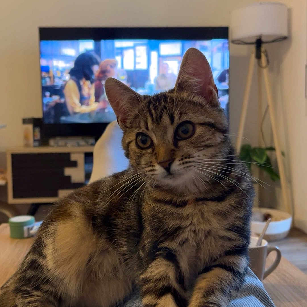 Appy a rejoint le concours — aidez-le/la à gagner de superbes lots ! blurred_background, casual, cat, cozy, cup, curious, domestic_animal, furniture, indoor, jeans, lamp, legs, living_room, modern, pet, plant, relaxed, tabby_cat, television, wooden_table