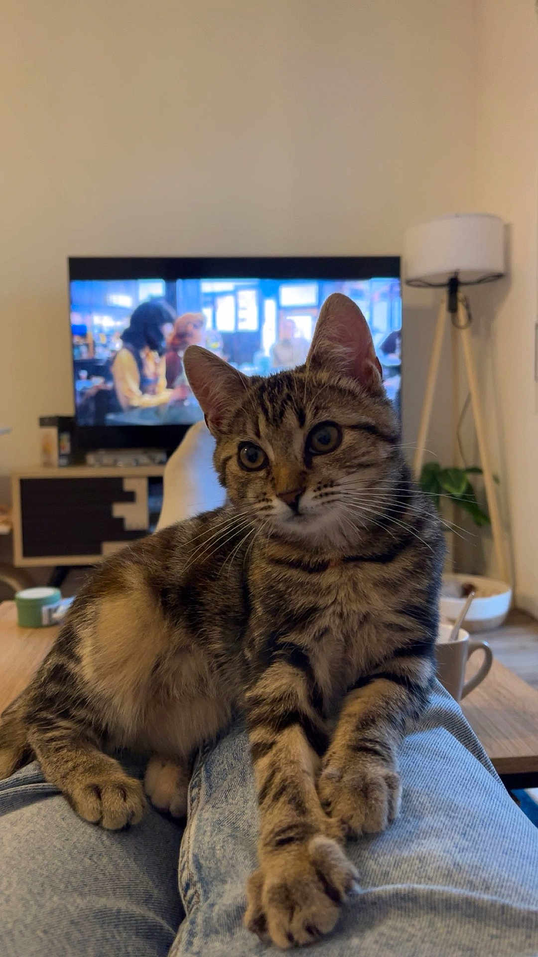 Appy a rejoint le concours — aidez-le/la à gagner de superbes lots ! cat, tabby_cat, pet, indoor, living_room, television, lamp, furniture, jeans, legs, cozy, relaxed, curious, domestic_animal, wooden_table, cup, plant, modern, casual, blurred_background