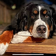 Lucas is registered to the contest to win money with this photo: animal, bernese_mountain_dog, canine, closeup, companion, dog, domestic_animal, eyes, fur, laying_down, mammal, nose, outdoor, paw, pet, portrait, relaxed, resting, tricolor, wooden_deck