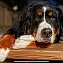 animal, bernese_mountain_dog, canine, closeup, companion, dog, domestic_animal, eyes, fur, laying_down, mammal, nose, outdoor, paw, pet, portrait, relaxed, resting, tricolor, wooden_deck