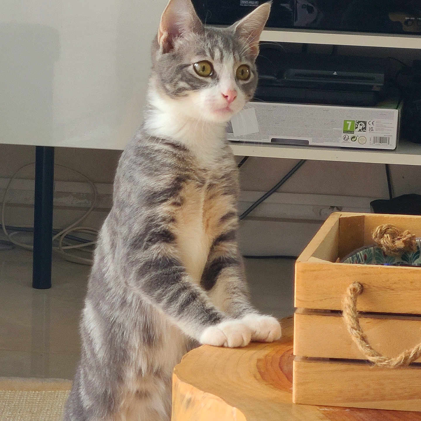 Pepper participe au concours pour gagner de l'argent avec cette photo : abyssinian, animal, box, cabinet, cat, closet, crate, cupboard, drawer, electronics, furniture, hardware, hardwood, kitten, manx, pet, plywood, shelf, table, wood