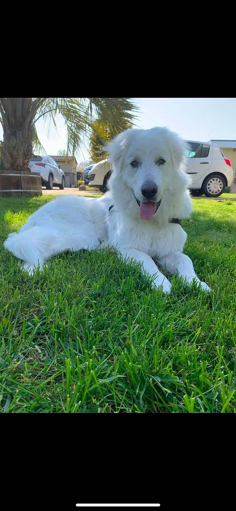 Raiko participe au concours pour gagner de l'argent avec cette photo : canidae, car, carnivore, companion_dog, dog, dog_breed, grass, kuvasz, lawn, livestock_guardian_dog, plant, polish_tatra_sheepdog, sky, sporting_group, tail, tire, tree, vehicle, wheel, working_dog