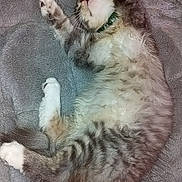 Felix a rejoint le concours — aidez-le/la à gagner de superbes lots ! animal, blanket, cat, cozy, cute, domestic_animal, fur, furry, indoor, kitten, mammal, paw, pet, relaxed, resting, sleeping, soft, tabby, whiskers, young