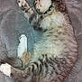 animal, blanket, cat, cozy, cute, domestic_animal, fur, furry, indoor, kitten, mammal, paw, pet, relaxed, resting, sleeping, soft, tabby, whiskers, young