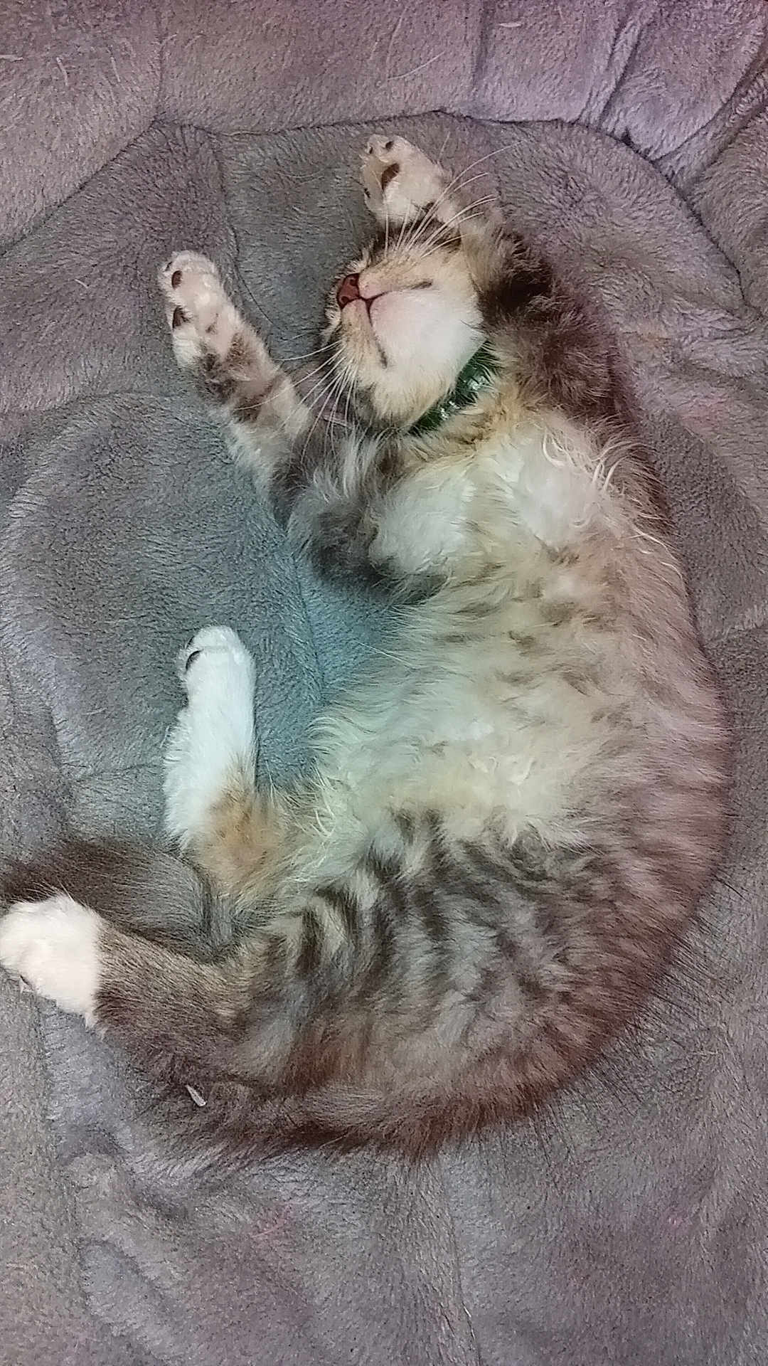Felix