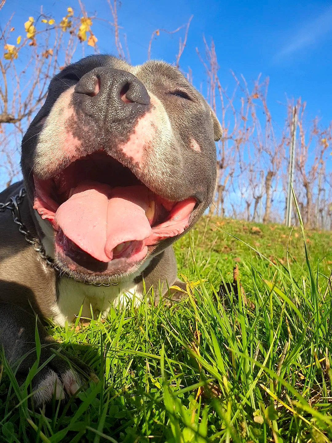 Jackpot a rejoint le concours — aidez-le/la à gagner de superbes lots ! american_bulldog, american_pit_bull_terrier, american_staffordshire_terrier, canidae, carnivore, dog, dog_breed, fawn, grass, mammal, mouth, non_sporting_group, pit_bull, snout, sporting_group, vertebrate