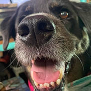 Black Betty is registered to the contest to win money with this photo: animal, black_fur, bright_eye, canine, close_up, collar, dog, domestic, friendly, furry, happy, indoor, mouth, nose, pet, playful, smiling, teeth, tongue, whiskers