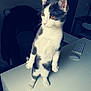 cat, standing, gray_and_white, indoor, desk, keyboard, mouse, chair, plush_toy, looking_sideways, pet, feline, curious, animal, domestic, soft_lighting, home, furniture, white_surface, calm