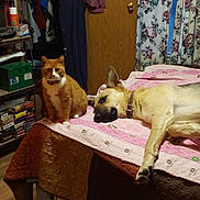Shadow is registered to the contest to win money with this photo: cat, dog, bed, quilt, shelf, books, indoor, curtains, wooden_floor, orange_cat, german_shepherd, pet, furniture, relaxed, cozy, animal, collar, window, room, domestic