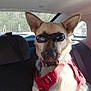 Shadow is registered to the contest to win money with this photo: dog, sunglasses, car_interior, red_harness, seat, window, backseat, pet, canine, animal, sunlight, collar, restraint, vehicle, side_window, seatbelt, daylight, cute, domestic_animal, portrait