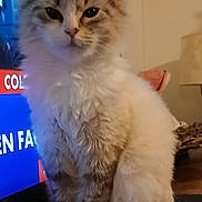 Alma a rejoint le concours — aidez-le/la à gagner de superbes lots ! background, cat, cozy, domestic, ears, eyes, face, feline, fluffy, fur, furniture, household, indoor, lamp, mammal, pet, sitting, tail, television, whiskers