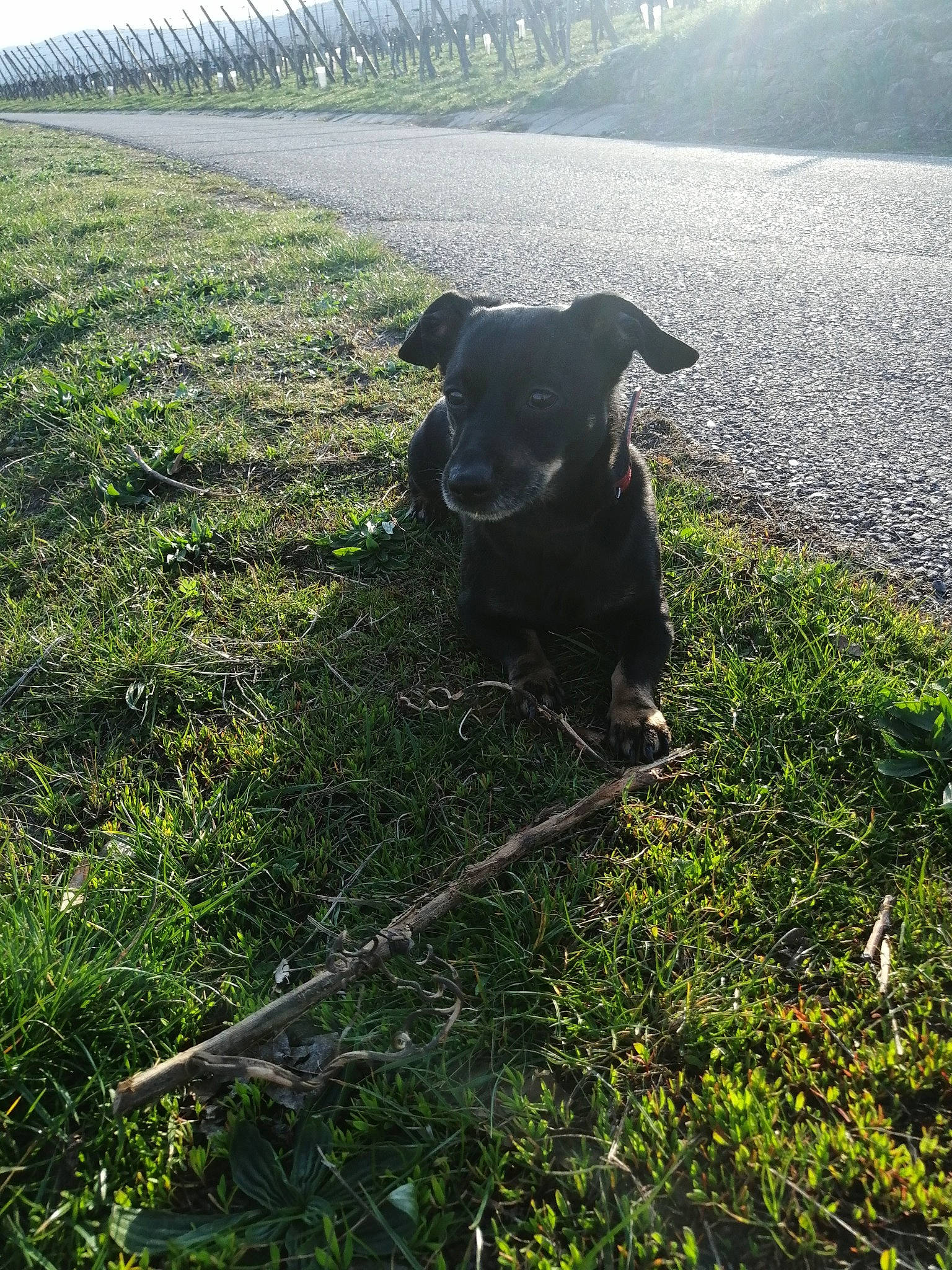 Czarka participe au concours pour gagner de l'argent avec cette photo : canidae, carnivore, dog, dog_breed, grass, guard_dog, labrador_retriever, mountain, non_sporting_group, plant, retriever, sporting_group, staffordshire_bull_terrier, tree
