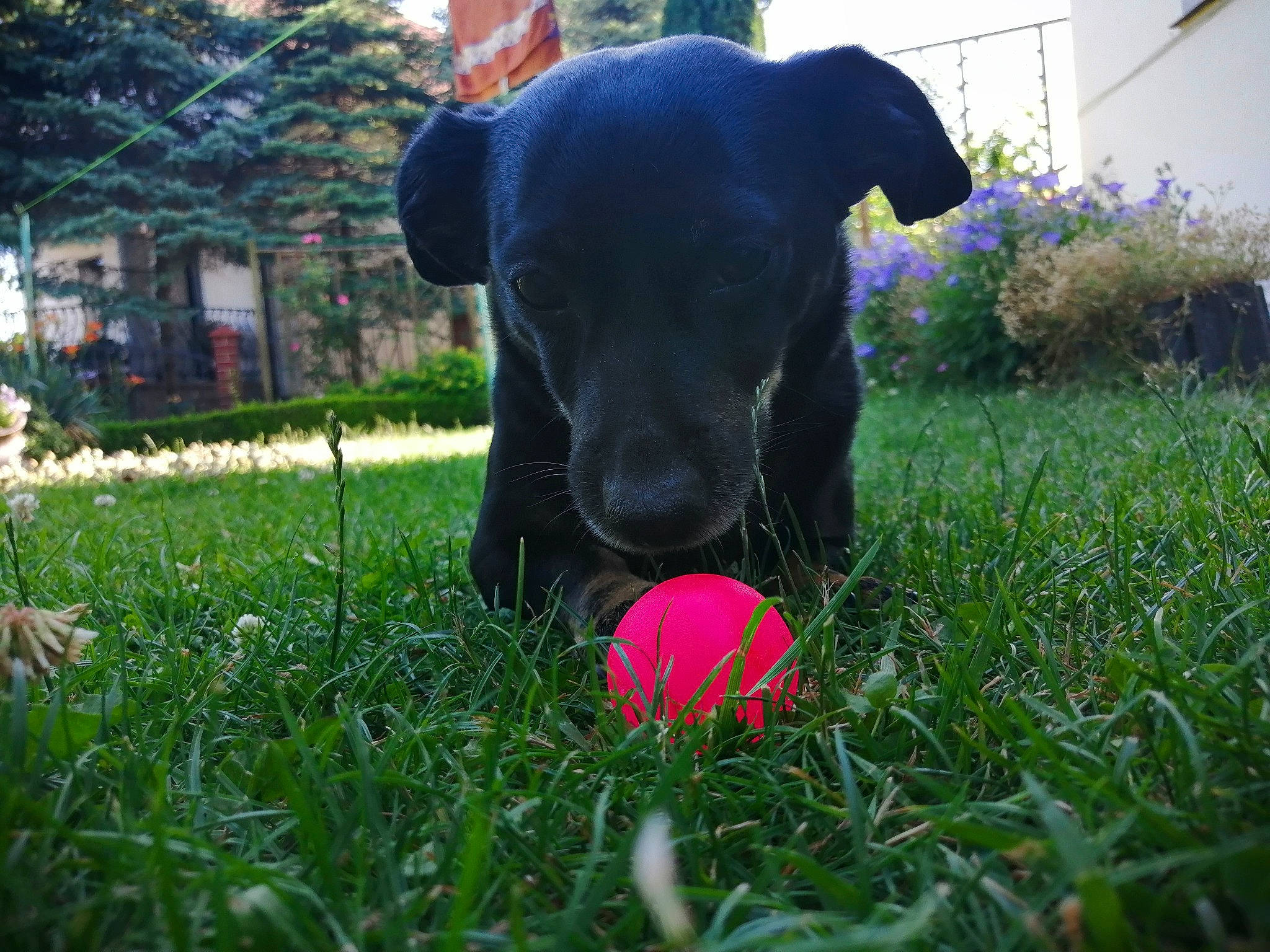 Czarka a rejoint le concours — aidez-le/la à gagner de superbes lots ! backyard, ball, canidae, carnivore, dog, dog_breed, dog_toy, flower, grass, guard_dog, labrador_retriever, nose, patterdale_terrier, plant, puppy, retriever, snout, sporting_group, tennis_ball