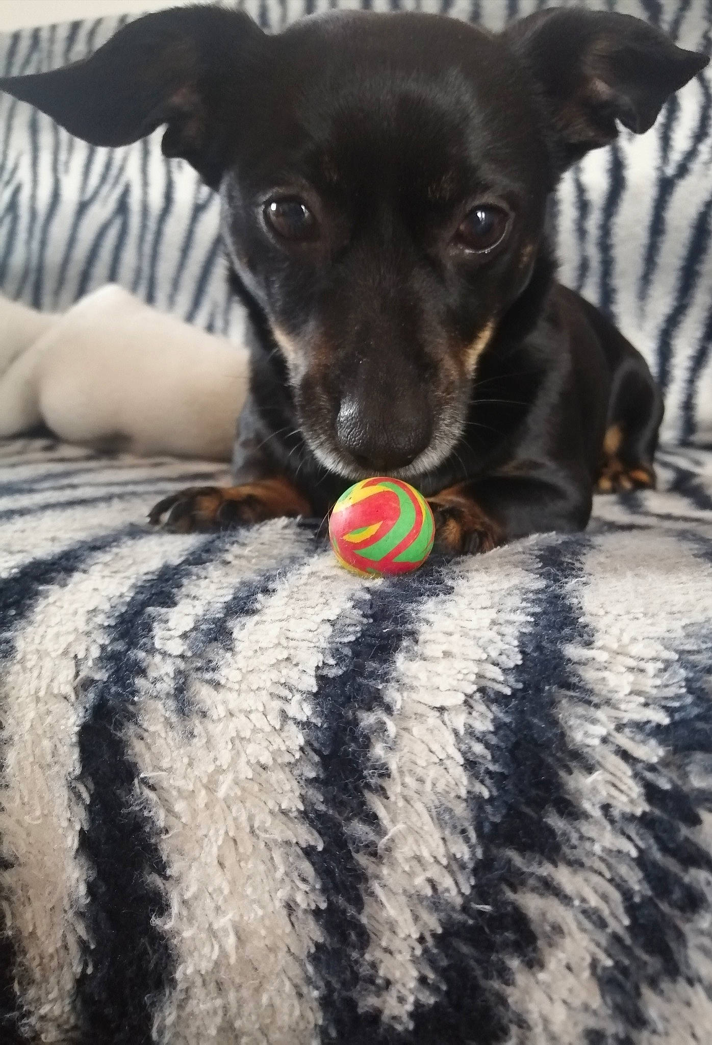 Czarka participe au concours pour gagner de l'argent avec cette photo : beagador, canidae, carnivore, dachshund, dog, dog_breed, dog_toy, feist, mammal, miniature_pinscher, puppy, snout, toy_dog, vertebrate