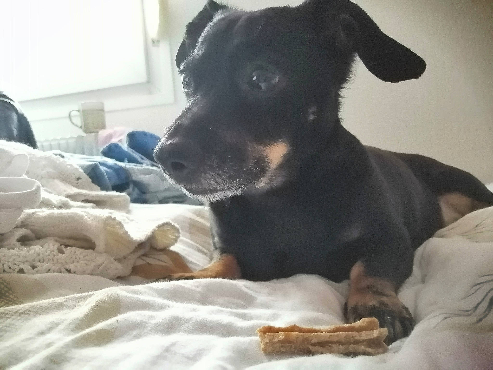 Czarka a rejoint le concours — aidez-le/la à gagner de superbes lots ! canidae, carnivore, companion_dog, dog, dog_breed, ear, german_pinscher, guard_dog, mammal, miniature_pinscher, patterdale_terrier, puppy, snout, sporting_group, toy_dog, vertebrate