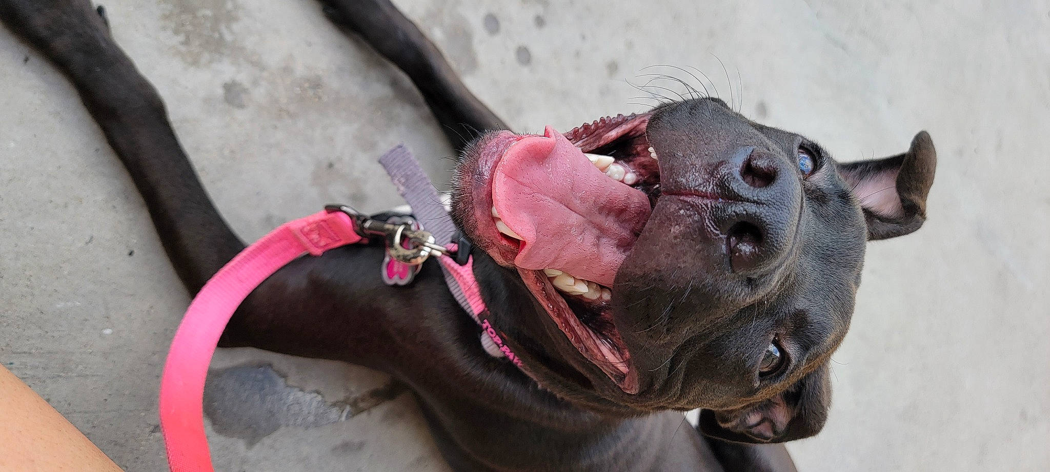 Kehlani is registered to the contest to win money with this photo: amphibian, claw, insect, liver, magenta, plant, reptile, snout, terrestrial_animal, working_animal, wrinkle