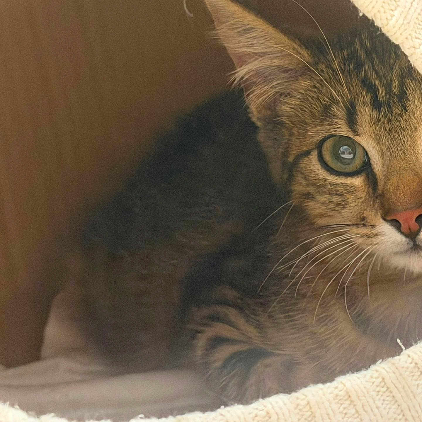 Milo a rejoint le concours — aidez-le/la à gagner de superbes lots ! animal, cat, closeup, cozy, curious, cute, eyes, feline, fur, indoor, kitten, knitted, nose, pet, portrait, resting, soft, tabby, tunnel, whiskers
