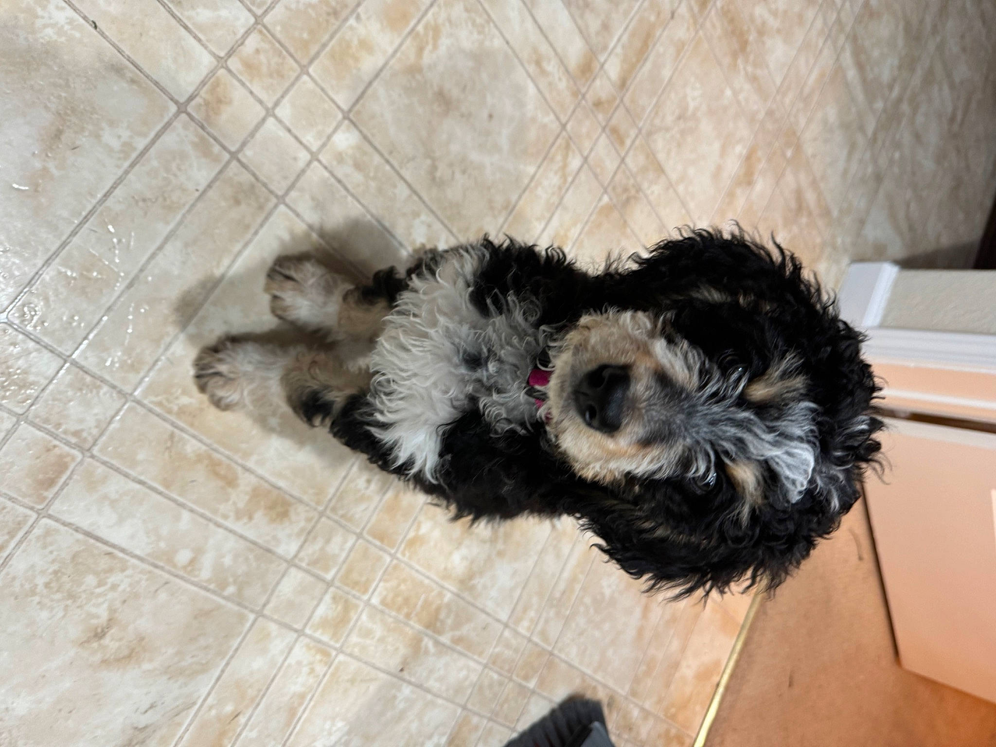 Chloe joined the competition — help win amazing prizes! canidae, carnivore, claw, comfort, companion_dog, dog_breed, fawn, flooring, foot, fur, hardwood, liver, natural_material, paw, snout, sporting_group, tail, terrestrial_animal, wood