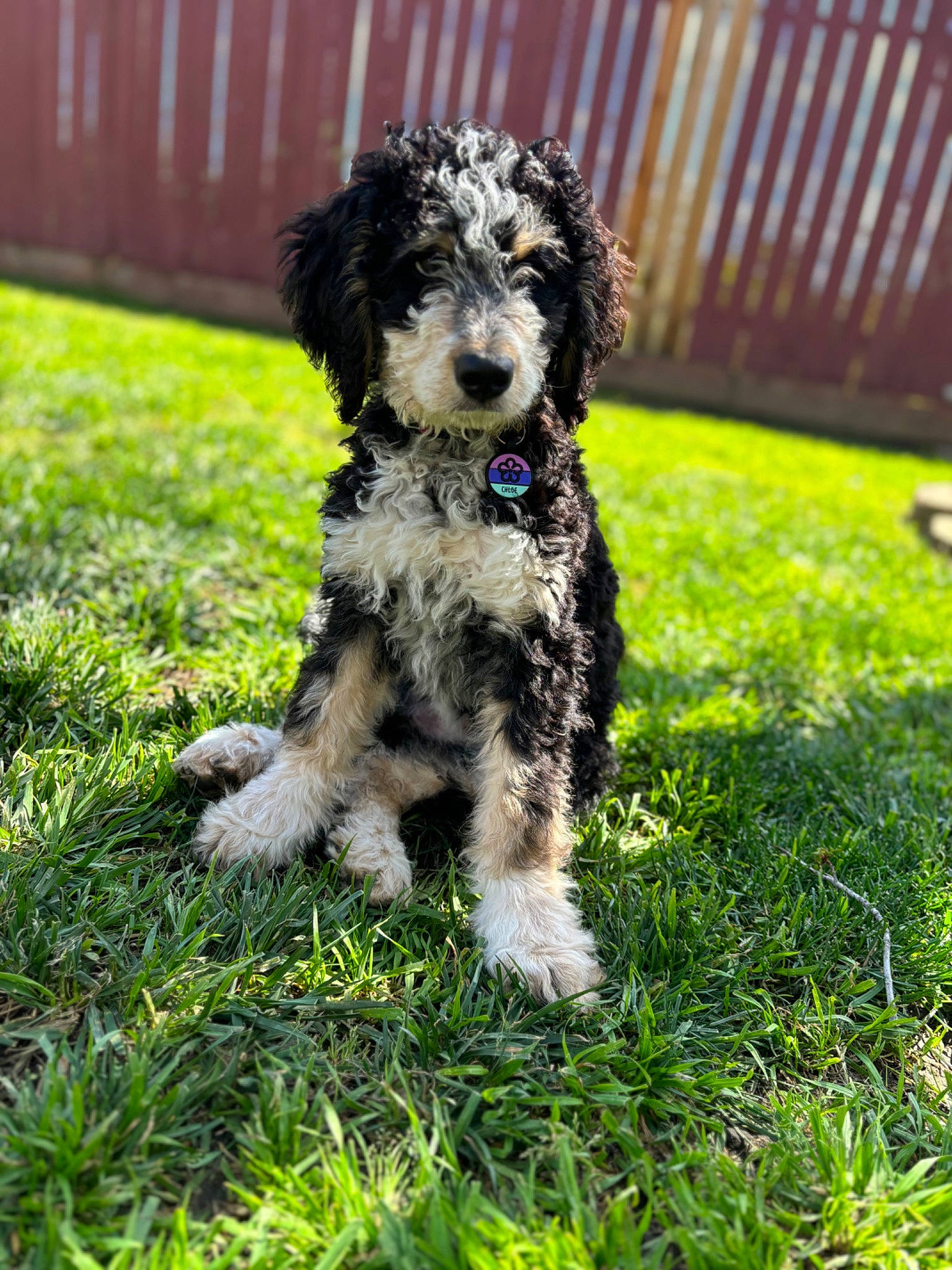 Chloe joined the competition — help win amazing prizes! carnivore, companion_dog, dog, dog_breed, dog_collar, fur, grass, groundcover, labradoodle, maltepoo, poodle, poodle_crossbreed, puppy, soil, sporting_group, tail, terrier, toy_dog, water_dog, working_animal
