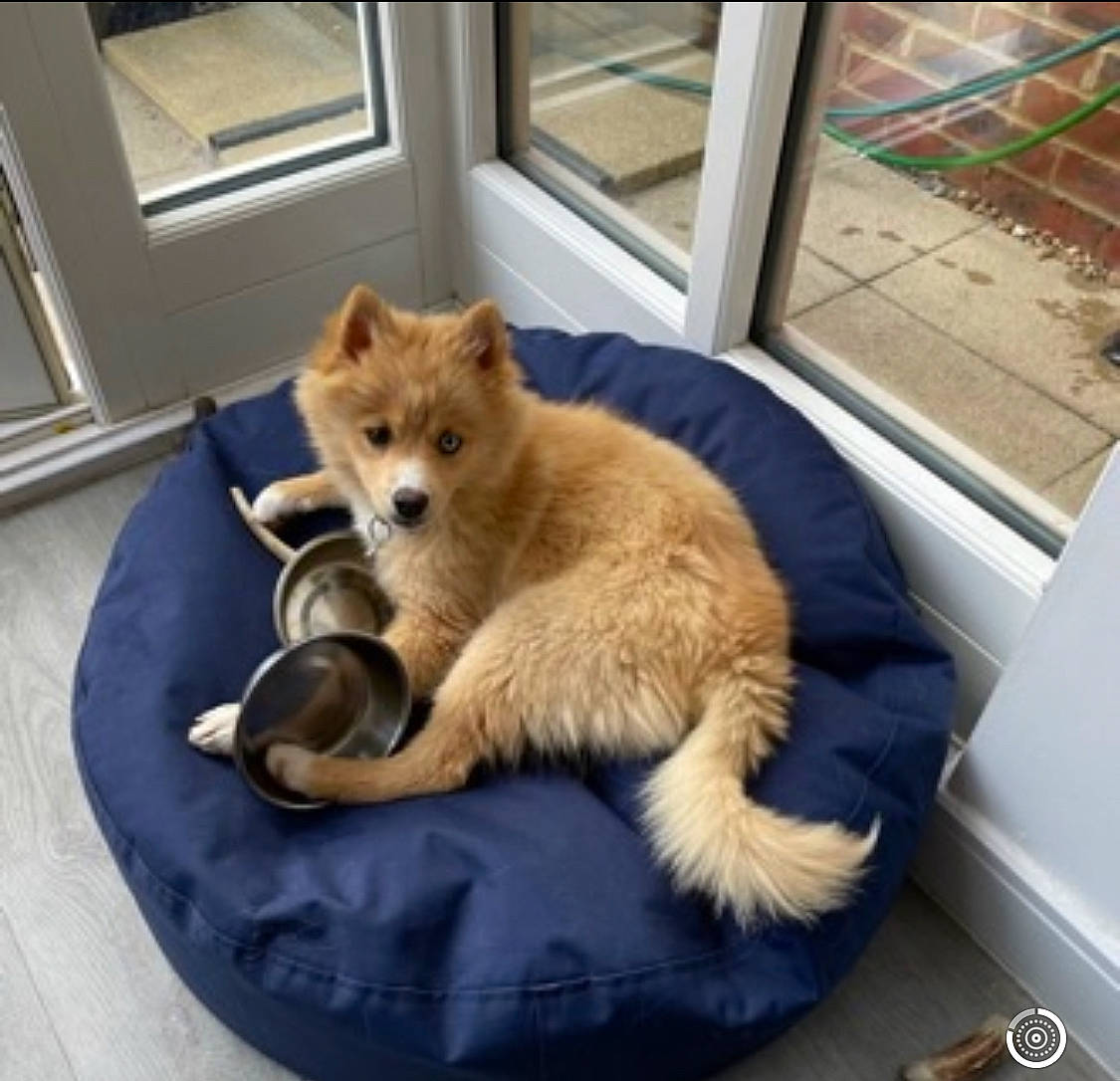 Hiccup is registered to the contest to win money with this photo: ancient_dog_breeds, carnivore, companion_dog, dog, dog_breed, fawn, felidae, fur, german_spitz_mittel, paw, small_to_medium_sized_cats, snout, spitz, sporting_group, table, tail, terrestrial_animal, volpino_italiano, whiskers, wildlife