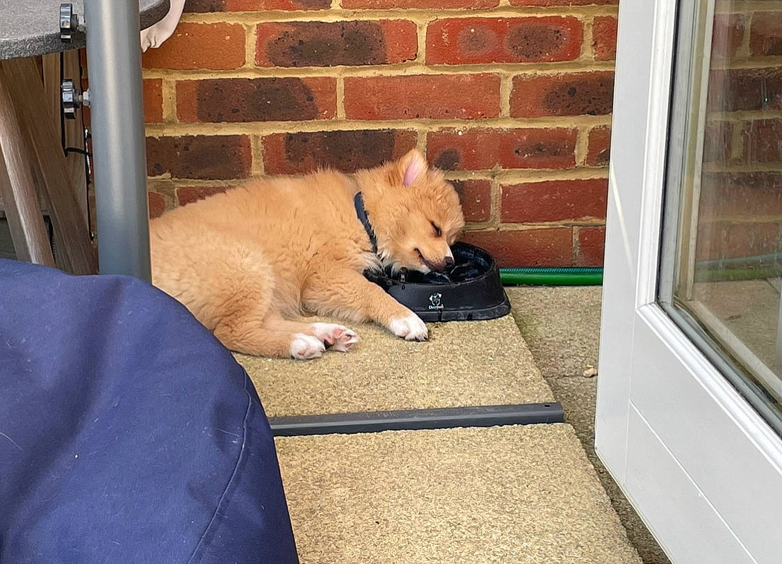 Hiccup is registered to the contest to win money with this photo: brick, brickwork, carnivore, companion_dog, dog, dog_breed, fawn, felidae, flooring, fur, german_spitz_mittel, sidewalk, small_to_medium_sized_cats, snout, spitz, sporting_group, tail, whiskers, window, wood