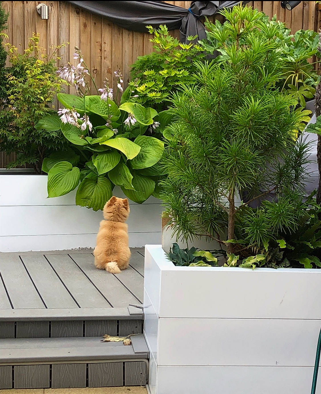 Hiccup joined the competition — help win amazing prizes! carnivore, cat, evergreen, fawn, felidae, flower, flowerpot, grass, groundcover, houseplant, landscape, larch, outdoor_furniture, plant, rectangle, shrub, small_to_medium_sized_cats, terrestrial_plant, wood, woody_plant