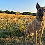 animal, blue_sky, canine, collar, daytime, dog, farm, field, grass, hay_bales, landscape, nature, outdoor, pet, rural, sitting, summer, sunlight, trees, watchful