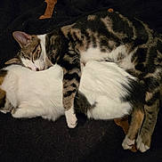 Leo And Piper is registered to the contest to win money with this photo: cat, tabby_cat, white_cat, sleeping, cuddling, pets, animal, feline, fur, cute, cozy, resting, blanket, indoor, companionship, cute_pets, domestic_animal, relaxing, snuggle, paw