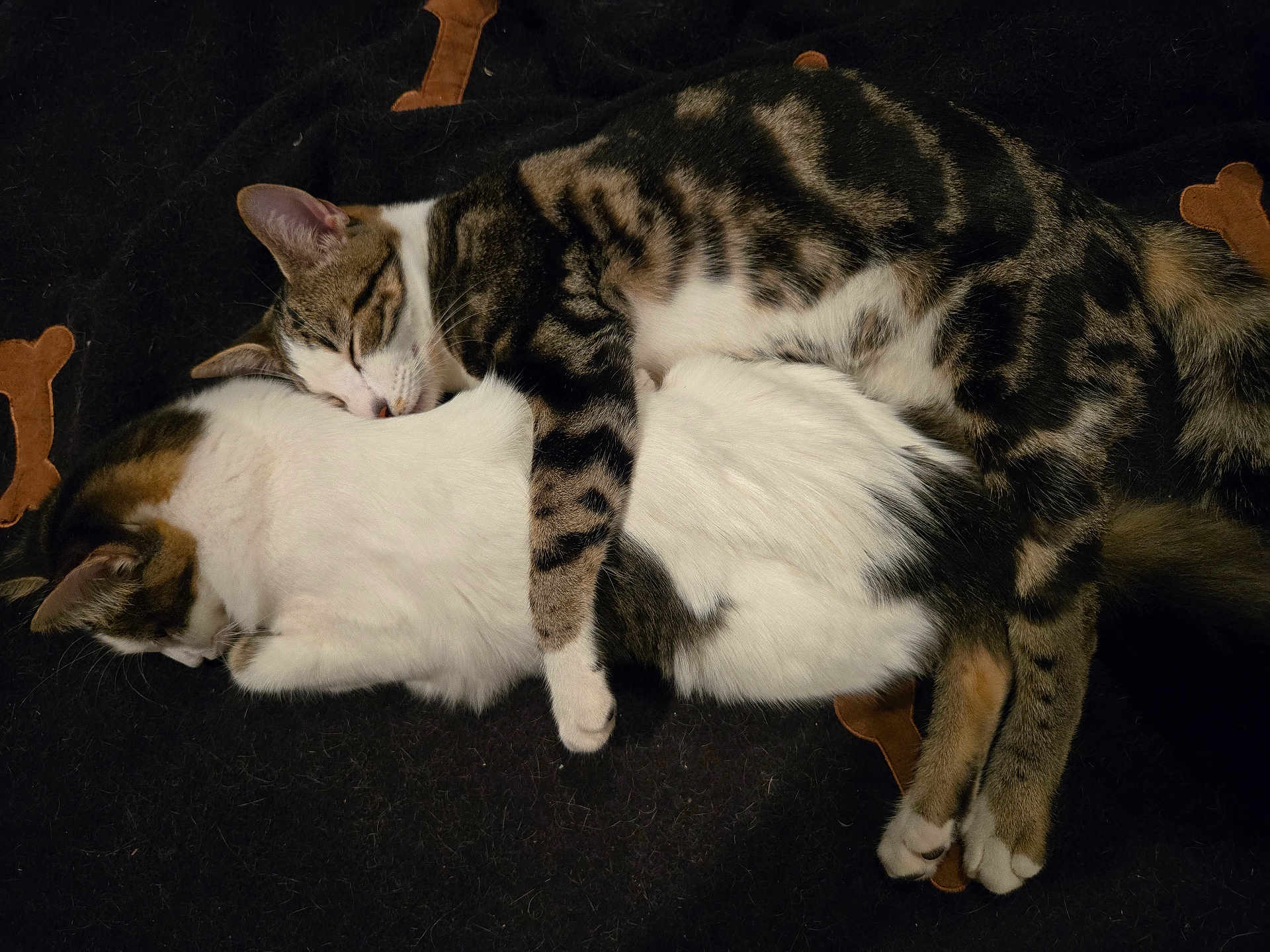 Leo And Piper is registered to the contest to win money with this photo: cat, tabby_cat, white_cat, sleeping, cuddling, pets, animal, feline, fur, cute, cozy, resting, blanket, indoor, companionship, cute_pets, domestic_animal, relaxing, snuggle, paw