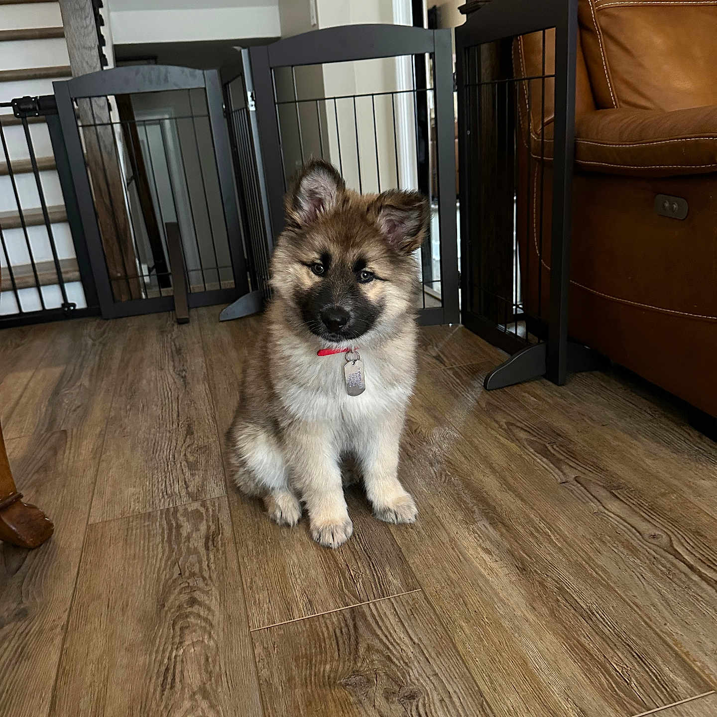 Jax joined the competition — help win amazing prizes! animal, architecture, building, canine, cockerspaniel, dog, furniture, germanshepherd, hardwood, husky, indoors, interiordesign, livingroom, papillon, pet, plywood, puppy, room, stainedwood, wood