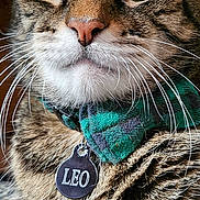 Leo is registered to the contest to win money with this photo: cat, tabby, close_up, whiskers, fur, green_bow_tie, name_tag, leo, pet, animal, cute, indoor, portrait, feline, domestic_cat, relaxed, paw, striped_fur, face, nose