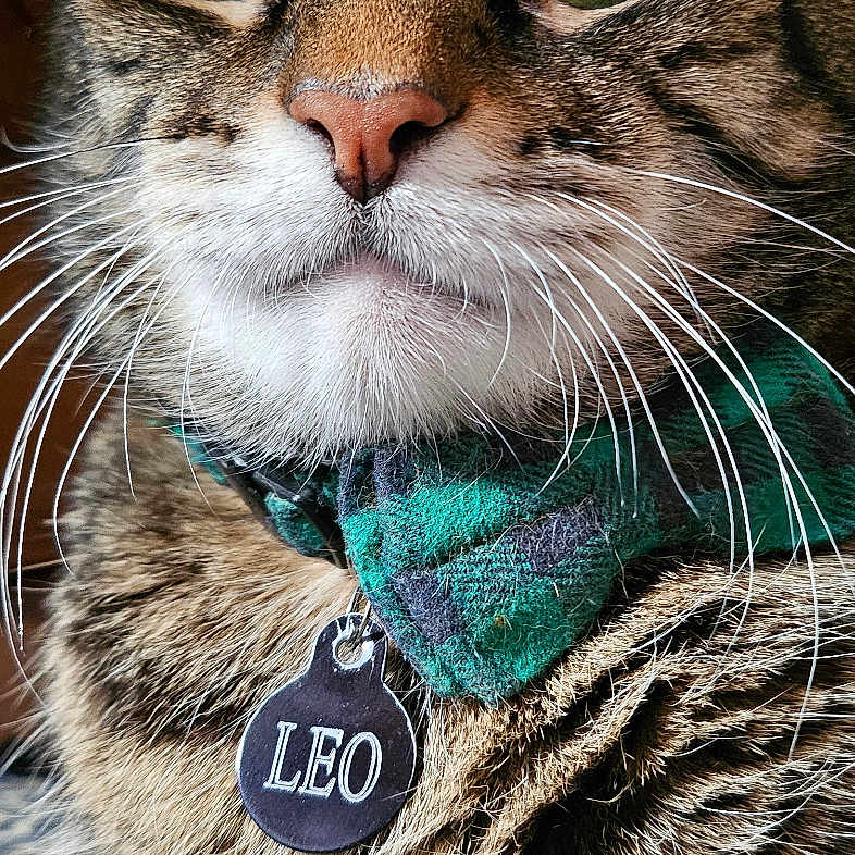 Leo is registered to the contest to win money with this photo: animal, cat, close_up, cute, domestic_cat, face, feline, fur, green_bow_tie, indoor, leo, name_tag, nose, paw, pet, portrait, relaxed, striped_fur, tabby, whiskers