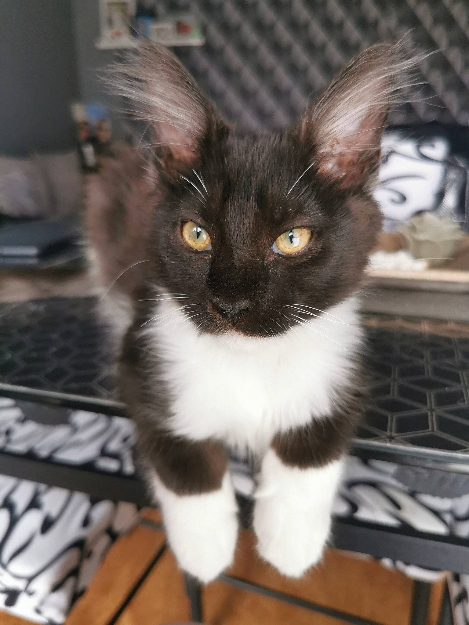 Shadow participe au concours pour gagner de l'argent avec cette photo : black_cat, carnivore, cat, claw, domestic_short_haired_cat, felidae, fur, paw, small_to_medium_sized_cats, snout, tail, terrestrial_animal, whiskers