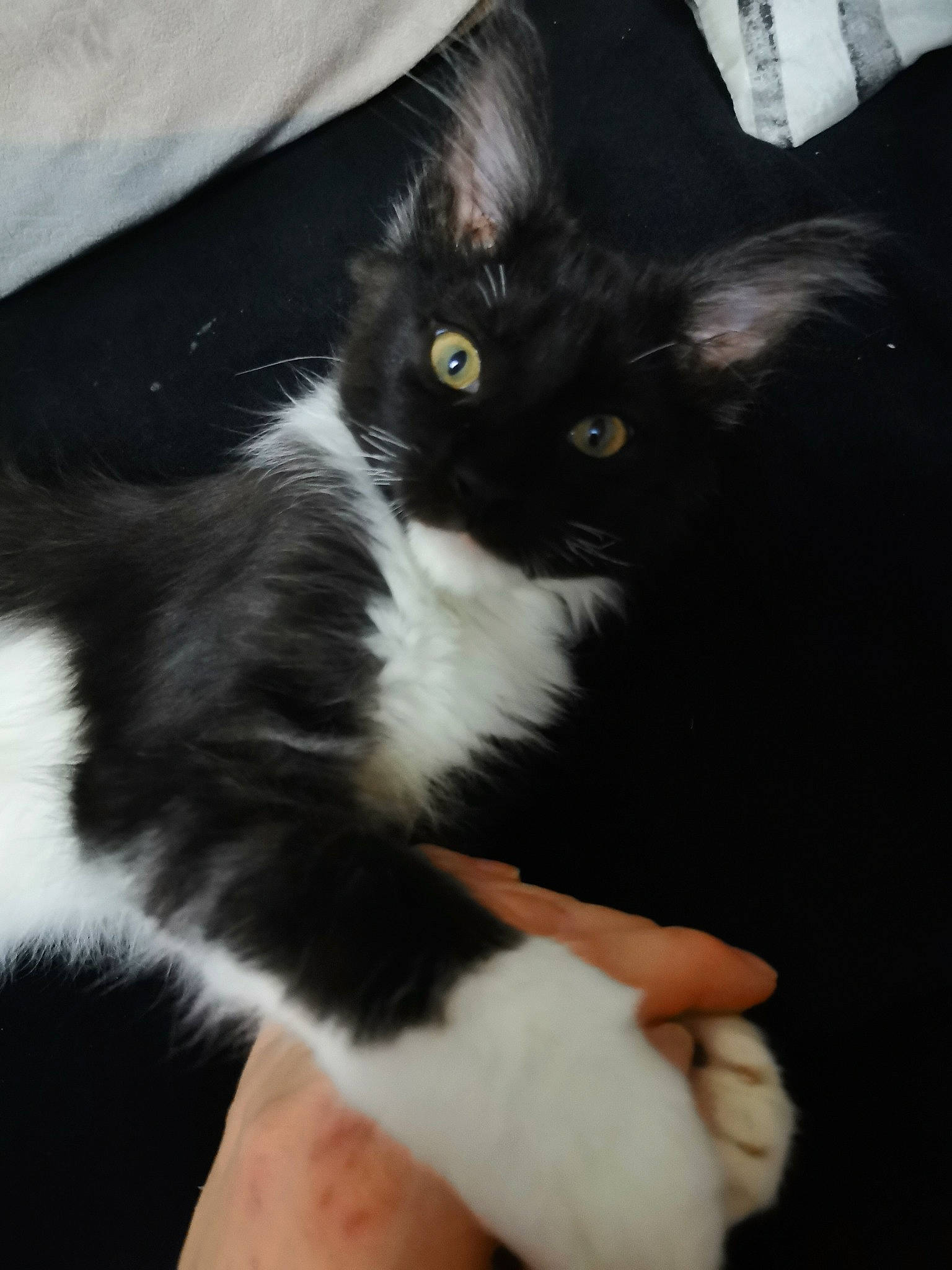 Shadow a rejoint le concours — aidez-le/la à gagner de superbes lots ! carnivore, cat, claw, comfort, domestic_short_haired_cat, felidae, foot, formal_wear, fur, paw, small_to_medium_sized_cats, snout, tail, terrestrial_animal, whiskers