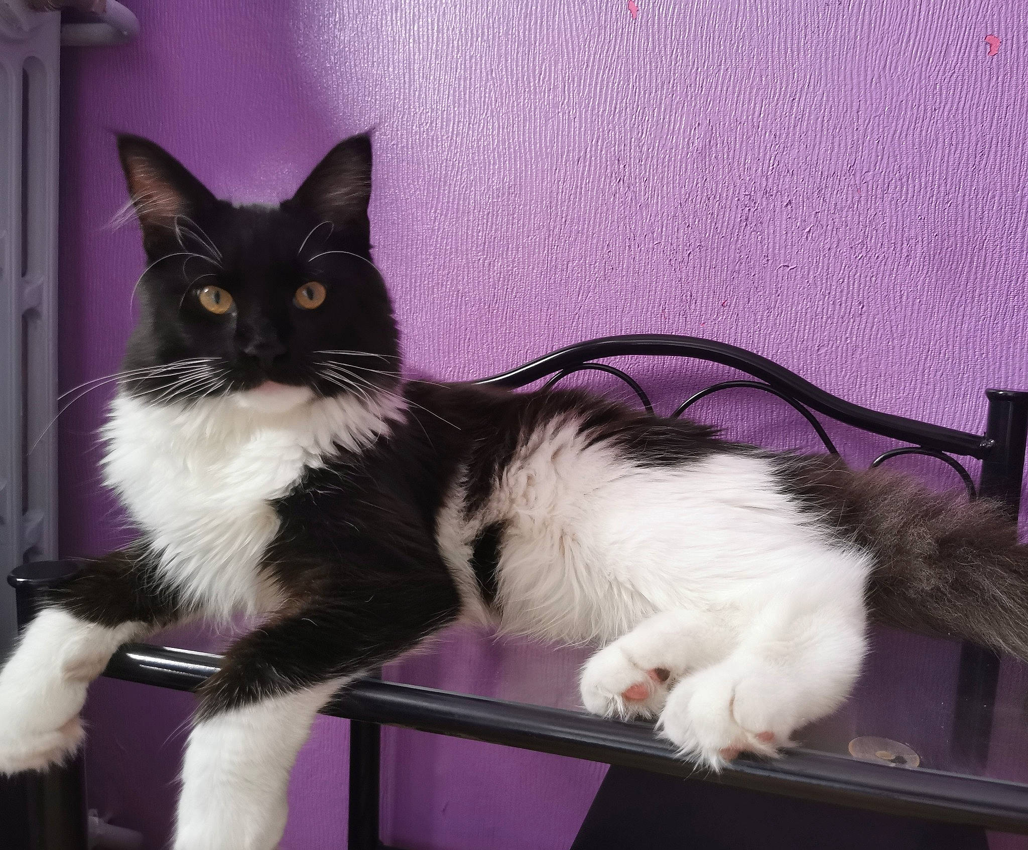 Shadow participe au concours pour gagner de l'argent avec cette photo : black_cat, carnivore, cat, claw, comfort, domestic_short_haired_cat, felidae, foot, formal_wear, fur, lap, magenta, paw, plant, purple, sitting, small_to_medium_sized_cats, snout, tail, whiskers